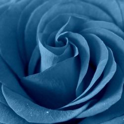 Close-up of rose