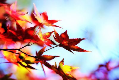 Close-up of red maple tree against sky