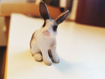 Close-up of rabbit on table at home