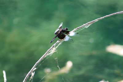 Close-up of damselfly on leaf