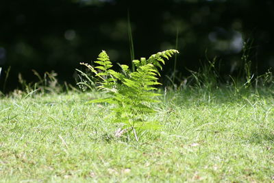 Close-up of plants growing on field