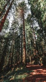 Low angle view of trees in forest