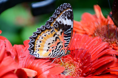 Close-up of butterfly pollinating on flower