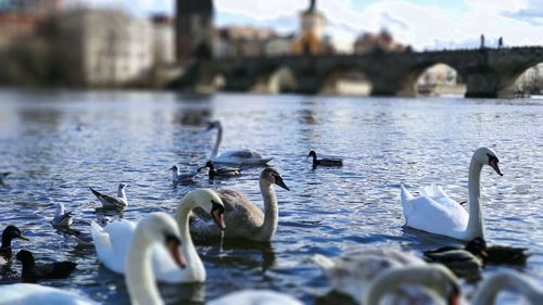 Swans swimming in lake