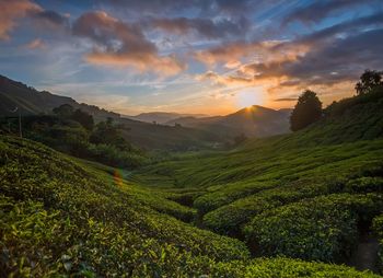 Scenic view of agricultural field against sky during sunset