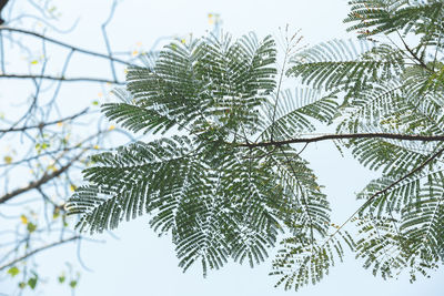 Close-up of tree branch during winter