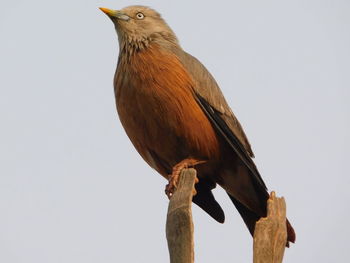 Low angle view of bird perching against clear sky