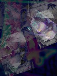 Detail shot of purple flowers