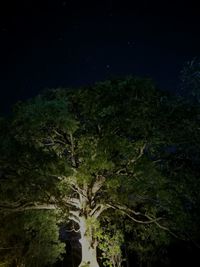 Trees at night