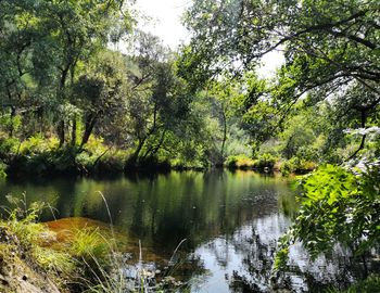 Scenic view of lake in forest