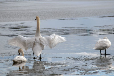 Swans flying over a beautiful lake on a sunny day