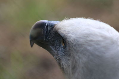 Close-up of a bird