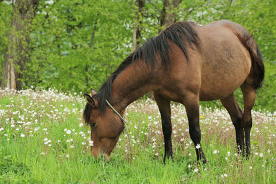 Horse in a field