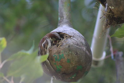 Close-up of bird perching on tree