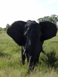 View of elephant on field against clear sky