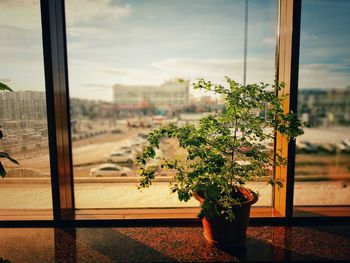 Potted plant against window