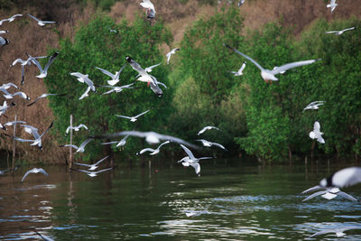 Birds flying over lake