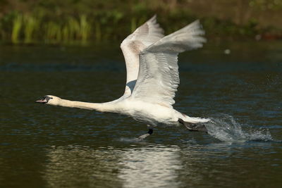 Bird flying over lake