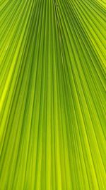 Full frame shot of green leaves