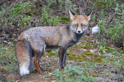 Portrait of fox in forest