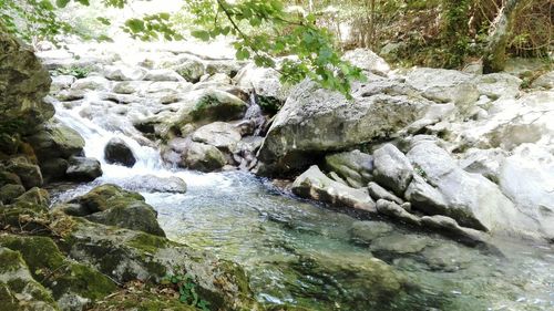 Scenic view of waterfall in forest