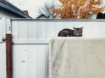 Cat lying on a wall of a house