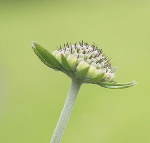 Close-up of flowers over white background