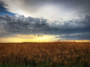 Scenic view of field against sky