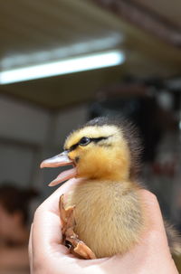 Close-up of hand holding duck