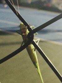 Close-up of plant against blurred background