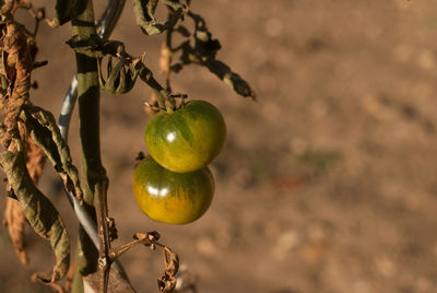 Close-up of fruits growing on tree