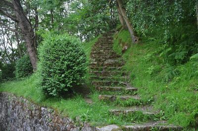 Low angle view of ivy growing on tree