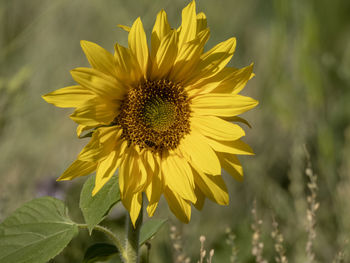 Close-up of sunflower