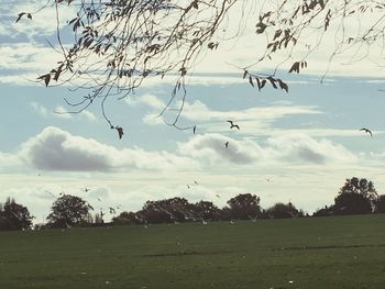 Birds flying over lake against sky