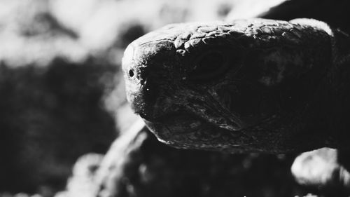 Close-up of lizard
