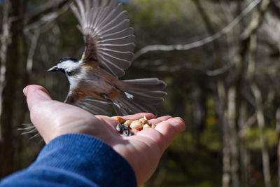 Midsection of person holding bird