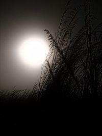 Low angle view of silhouette plant against bright sun