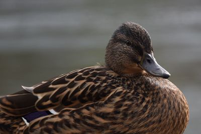 Close-up of brown duck