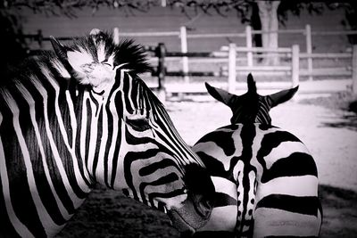 View of two zebras