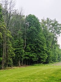 Trees on field against sky