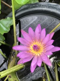 Close-up of pink flower