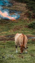 Horse grazing in a field