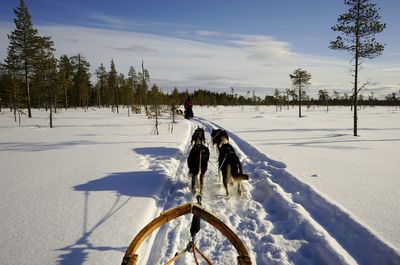 Sledding with huskys 