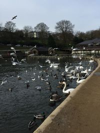 Close-up of birds