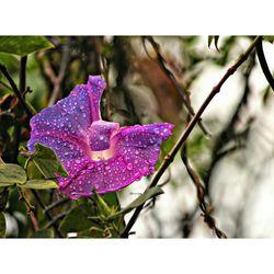 Close-up of wet pink rose flower