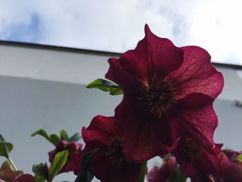 Close-up of red flower blooming against sky