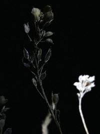 Close-up of flowering plant against black background