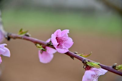 Close-up of pink cherry blossom tree