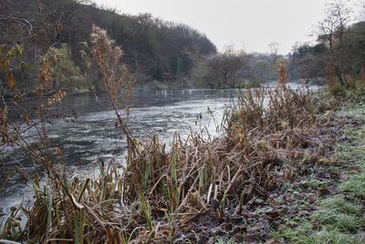 Scenic view of river flowing in forest