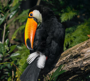 Close-up of bird perching on a tree